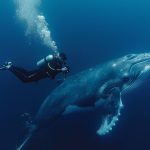 Peut-on observer des baleines en plongée