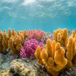 Pourquoi est-il important de connaître la vie marine avant de plonger