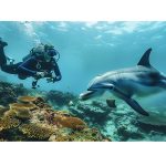 Quelles sont les interactions possibles entre plongeurs et dauphins sauvages