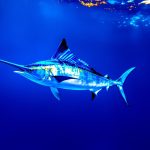 Quels sont les poissons les plus rapides sous l’eau